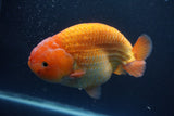 Jumbo Ranchu Red White 5.5 Inch (ID#1004To10a-109)