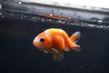 Baby Ranchu  Sakura 3 Inch (ID#1231R9c-23) Free2Day SHIPPING