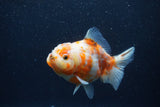 Yuan Bao Oranda  Calico 4 Inch (ID#1227Yb10b-63) Free2Day SHIPPING