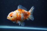 Yuan Bao Oranda  Calico 4 Inch (ID#1227Yb10b-63) Free2Day SHIPPING