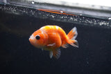 Baby Ranchu  Sakura 3 Inch (ID#1231R9c-23) Free2Day SHIPPING