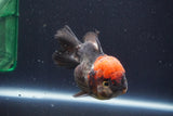 Short Body Thai Oranda  Tricolor 4.5 Inch (ID#1008To14a-44) Free2Day SHIPPING