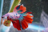 Koi  Candy Halfmoon Male Betta (ID#801-M108) Free2Day SHIPPING