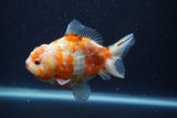 Yuan Bao Oranda  Calico 4 Inch (ID#1227Yb10b-63) Free2Day SHIPPING