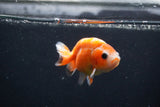 Baby Ranchu  Sakura 3 Inch (ID#1231R9c-23) Free2Day SHIPPING