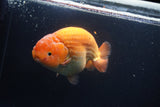 Jumbo Ranchu Red White 5.5 Inch (ID#1004To10a-109)