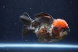 Short Body Thai Oranda  Tricolor 4.5 Inch (ID#1008To14a-44) Free2Day SHIPPING