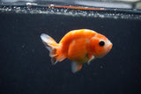 Baby Ranchu  Sakura 3 Inch (ID#1231R9c-23) Free2Day SHIPPING