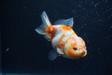 Yuan Bao Oranda  Calico 4 Inch (ID#1227Yb10b-63) Free2Day SHIPPING