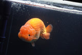 Jumbo Ranchu Red White 5.5 Inch (ID#1004To10a-109)