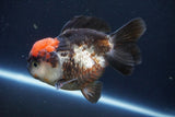 Short Body Thai Oranda  Tricolor 4.5 Inch (ID#1008To14a-44) Free2Day SHIPPING