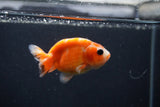 Baby Ranchu  Sakura 3 Inch (ID#1231R9c-23) Free2Day SHIPPING