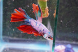 Koi  Candy Halfmoon Male Betta (ID#801-M108) Free2Day SHIPPING