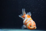 Yuan Bao Oranda  Calico 4 Inch (ID#1227Yb10b-63) Free2Day SHIPPING