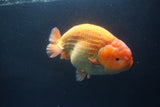 Jumbo Ranchu Red White 5.5 Inch (ID#1004To10a-109)