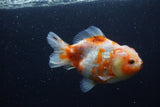 Yuan Bao Oranda  Calico 4 Inch (ID#1227Yb10b-63) Free2Day SHIPPING