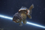 Short Body Thai Oranda  Bronze 4 Inch (ID#1008To14a-45) Free2Day SHIPPING