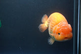 Jumbo Ranchu Red White 5.5 Inch (ID#1004To10a-109)