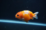 Baby Ranchu  Sakura 3 Inch (ID#1231R9c-24) Free2Day SHIPPING