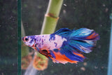 Koi  Candy Halfmoon Male Betta (ID#801-M109) Free2Day SHIPPING