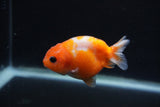 Baby Ranchu  Sakura 3 Inch (ID#1231R9c-24) Free2Day SHIPPING