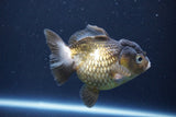 Short Body Thai Oranda  Bronze 4 Inch (ID#1008To14a-45) Free2Day SHIPPING