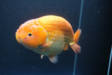 Jumbo Ranchu Red White 5.5 Inch (ID#1004To10a-109)