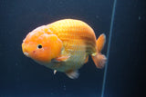 Jumbo Ranchu Red White 5.5 Inch (ID#1004To10a-109)