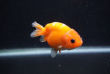 Baby Ranchu  Sakura 3 Inch (ID#1231R9c-24) Free2Day SHIPPING