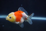 Yuan Bao Oranda  Calico 3.5 Inch (ID#1227Yb10b-64) Free2Day SHIPPING