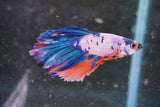 Koi  Candy Halfmoon Male Betta (ID#801-M109) Free2Day SHIPPING