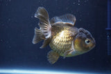 Short Body Thai Oranda  Bronze 4 Inch (ID#1008To14a-45) Free2Day SHIPPING