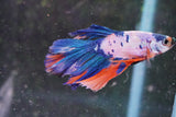 Koi  Candy Halfmoon Male Betta (ID#801-M109) Free2Day SHIPPING