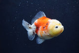 Yuan Bao Oranda  Calico 3.5 Inch (ID#1227Yb10b-64) Free2Day SHIPPING