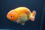 Jumbo Ranchu Red White 5.5 Inch (ID#1004To10a-109)