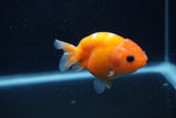 Baby Ranchu  Sakura 3 Inch (ID#1231R9c-24) Free2Day SHIPPING