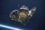 Short Body Thai Oranda  Bronze 4 Inch (ID#1008To14a-45) Free2Day SHIPPING