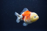 Yuan Bao Oranda  Calico 3.5 Inch (ID#1227Yb10b-64) Free2Day SHIPPING