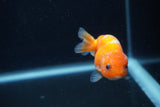 Baby Ranchu  Sakura 3 Inch (ID#1231R9c-24) Free2Day SHIPPING