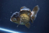 Short Body Thai Oranda  Bronze 4 Inch (ID#1008To14a-45) Free2Day SHIPPING