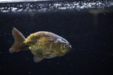 Ranchu  Green 3.5 Inch (ID#311R8c-55) Free2Day SHIPPING