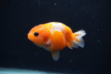 Baby Ranchu  Sakura 3 Inch (ID#1231R9c-24) Free2Day SHIPPING