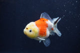 Yuan Bao Oranda  Calico 3.5 Inch (ID#1227Yb10b-64) Free2Day SHIPPING