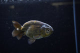 Ranchu  Green 3.5 Inch (ID#311R8c-55) Free2Day SHIPPING