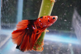 Nemo Galaxy  Koi Halfmoon Male Betta (ID#801-M110) Free2Day SHIPPING