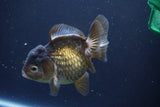 Short Body Thai Oranda  Bronze 4 Inch (ID#1008To14a-45) Free2Day SHIPPING