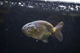 Ranchu  Green 3.5 Inch (ID#311R8c-55) Free2Day SHIPPING