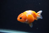 Baby Ranchu  Sakura 3 Inch (ID#1231R9c-24) Free2Day SHIPPING