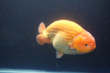 Jumbo Ranchu Red White 5.5 Inch (ID#1004To10a-109)