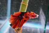 Nemo Galaxy  Koi Halfmoon Male Betta (ID#801-M110) Free2Day SHIPPING